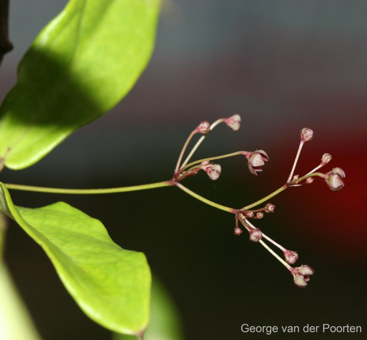 Vincetoxicum flexuosum var. tenuis (Blume) Schneidt, Meve & Liede